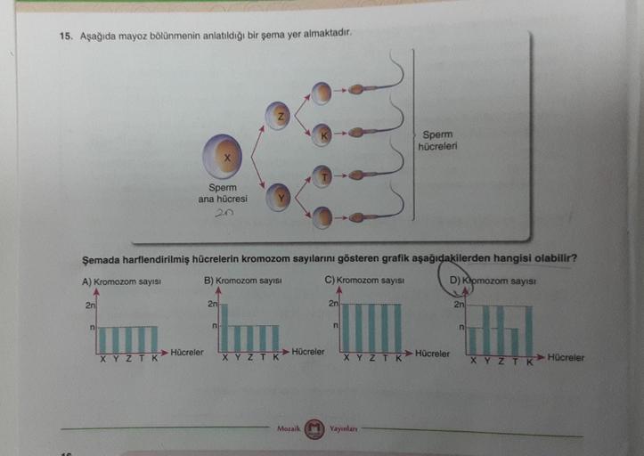 15. Aşağıda mayoz bölünmenin anlatıldığı bir şema yer almaktadır.
S
2n
Şemada harflendirilmiş hücrelerin kromozom sayılarını gösteren grafik aşağıdakilerden hangisi olabilir?
B) Kromozom sayısı
C) Kromozom sayısı
A) Kromozom sayısı
D) Komozom sayısı
n
Sper