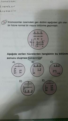 ramozom
kinetekor
tromati
Kromozomlar üzerindeki gen dizilimi aşağıdaki gibi olan
bir hücre normal bir mayoz bölünme geçirmiştir.
16 1
Aşağıda verilen hücrelerden hangisinin bu bölünme
sonucu oluşması beklenmez?
A)
D)
R
a B d
B)
HI
a BD
hE
e
R
E)
the to
a