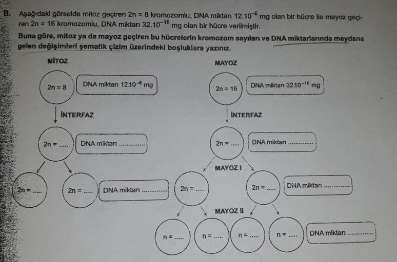 B. Aşağıdaki görselde mitoz geçiren 2n = 8 kromozomlu, DNA miktarı 12.10 mg olan bir hücre ile mayoz geçi-
ren 2n = 16 kromozomlu, DNA miktarı 32.10-16 mg olan bir hücre verilmiştir.
Buna göre, mitoz ya da mayoz geçiren bu hücrelerin kromozom sayıları ve D