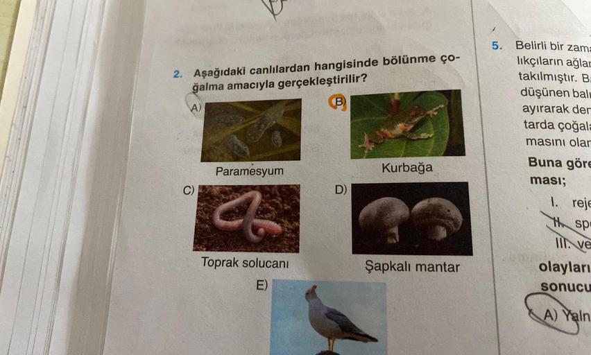 2. Aşağıdaki canlılardan hangisinde bölünme ço-
ğalma amacıyla gerçekleştirilir?
A)
C)
Paramesyum
Co
Toprak solucanı
E)
B
D)
Kurbağa
Şapkalı mantar
5. Belirli bir zama
lıkçıların ağlar
takılmıştır. B:
düşünen balı
ayırarak der
tarda çoğala
masını olar
Buna