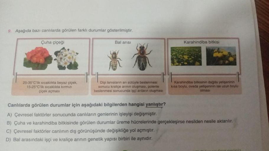 9. Aşağıda bazı canlılarda görülen farklı durumlar gösterilmiştir.
Çuha çiçeği
25-35°C'lik sıcaklıkta beyaz çiçek,
15-25°C'lik sıcaklıkta kırmızı
çiçek açması
Bal arısı
Dişi larvaların arı sütüyle beslenmesi
sonucu kraliçe arının oluşması, polenle
beslenme