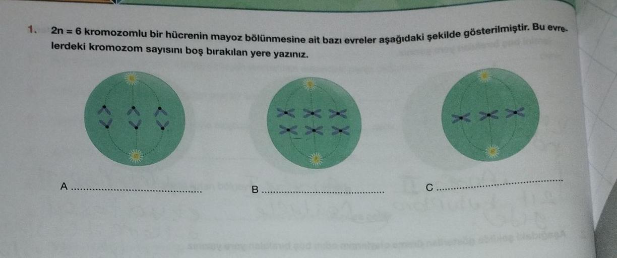 1. 2n = 6 kromozomlu bir hücrenin mayoz bölünmesine ait bazı evreler aşağıdaki şekilde gösterilmiştir. Bu evre-
lerdeki kromozom sayısını boş bırakılan yere yazınız.
A.........
XX
XX
XX
B......
C..
OBA