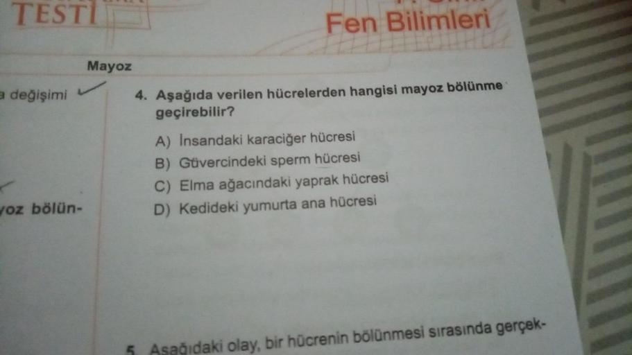 TESTI
a değişimi
voz bölün-
Mayoz
Fen Bilimleri
4. Aşağıda verilen hücrelerden hangisi mayoz bölünme
geçirebilir?
A) Insandaki karaciğer hücresi
B) Güvercindeki sperm hücresi
C) Elma ağacındaki yaprak hücresi
D) Kedideki yumurta ana hücresi
5 Aşağıdaki ola