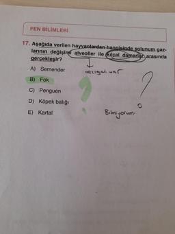 FEN BİLİMLERİ
17. Aşağıda verilen hayvanlardan hangisinde solunum gaz-
larının değişimi alveoller ile kılcal damarlar arasında
gerçekleşir?
A) Semender
B) Fok
C) Penguen
D) Köpek balığı
E) Kartal
akcigal var
Bilmiyorum.