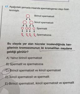 17. Aşağıdaki şemada insanda spermatogenez olayı özet-
lenmiştir.
Birincil spermatosit
İkincil spermatosit
Spermatit
&&&&Spermatozoa
Bu olayda yer alan hücreler incelendiğinde han-
gilerinin kromozomunun iki kromatitten meydana
geldiği görülür?
A) Yalnız birincil spermatosit
B) Spermatit ve spermatozoa
C) Birincil spermatosit ve ikincil spermatosit
D) İkincil spermatosit ve spermatit
E) Birincil spermatosit, ikincil spermatosit ve spermatit