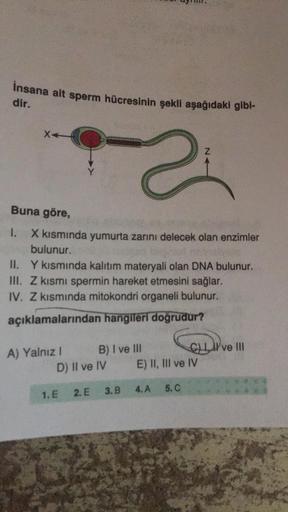 insana ait sperm hücresinin şekli aşağıdaki gibi-
dir.
X4
9-2
A) Yalnız I
Buna göre,
1.
X kısmında yumurta zarını delecek olan enzimler
bulunur.
tad lamot n
II. Y kısmında kalıtım materyali olan DNA bulunur.
III. Z kısmı spermin hareket etmesini sağlar.
IV