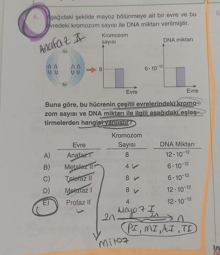 O
Aşağıdaki şekilde mayoz bölünmeye ait bir evre ve bu
evredeki kromozom sayısı ile DNA miktarı verilmiştir.
Anafelz I
00
UU
Evre
Anafaz
Metafaz l
Telefaz II
D) Metaraz I
Profaz II
A)
B)
O
Kromozom
sayısı
8
Evre
Buna göre, bu hücrenin çeşitli evrelerindeki