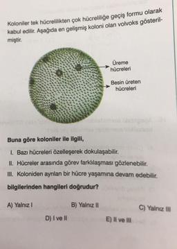 Koloniler tek hücrelilikten çok hücreliliğe geçiş formu olarak
kabul edilir. Aşağıda en gelişmiş koloni olan volvoks gösteril-
miştir.
A) Yalnız I
Buna göre koloniler ile ilgili,
1. Bazı hücreleri özelleşerek dokulaşabilir.
II. Hücreler arasında görev farklılaşması gözlenebilir.
III. Koloniden ayrılan bir hücre yaşamına devam edebilir.
bilgilerinden hangileri doğrudur?
D) I ve II
Üreme
hücreleri
B) Yalnız II
Besin üreten
hücreleri
E) II ve III
C) Yalnız III