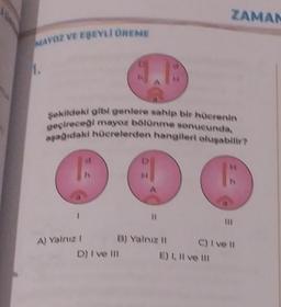 MAYOZ VE EŞEYLİ ÜREME
1.
1.8
şekildeki gibi genlere sahip bir hücrenin
geçireceği mayoz bölünme sonucunda.
aşağıdaki hücrelerden hangileri oluşabilir?
A) Yalnız I
11
B) Yalnız II
D) I ve III
ZAMAN
C) Ive ll
E) I, II ve Ill