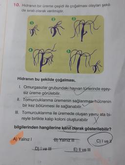 10. Hidranın bir üreme çeşidi ile çoğalması olayları şekil-
de sıralı olarak verilmiştir.
2
fac
f
MER
Hidranın bu şekilde çoğalması,
1. Omurgasızlar grubundaki hayvan türlerinde eşey-
siz üreme görülebilir.
II. Tomurcuklanma üremenin sağlanması hücrenin
bir kez bölünmesi ile sağlanabilir.
III. Tomurcuklanma ile üremede oluşan yavru ata bi-
reyle birlikte kalıp koloni oluşturabilir
bilgilerinden hangilerine kanıt olarak gösterilebilir?
A) Yalnız I
D) Lve III
B) Yalnız III
E) II ve III
C) I ve I