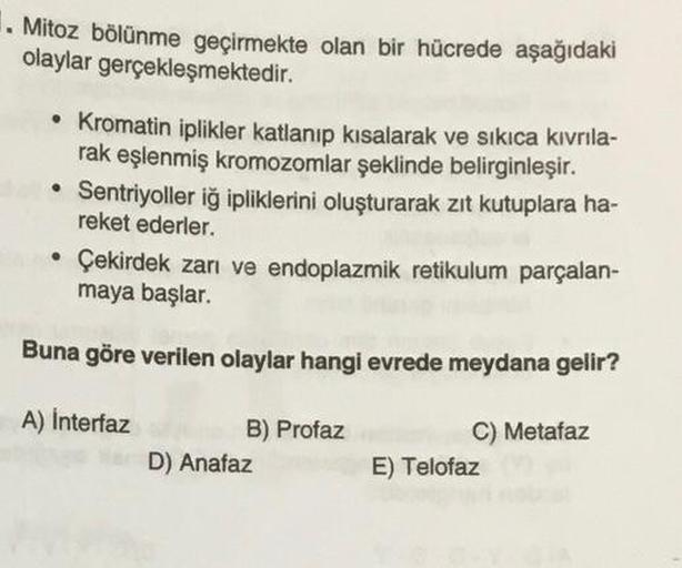 1. Mitoz bölünme geçirmekte olan bir hücrede aşağıdaki
olaylar gerçekleşmektedir.
• Kromatin iplikler katlanıp kısalarak ve sıkıca kıvrıla-
rak eşlenmiş kromozomlar şeklinde belirginleşir.
Sentriyoller iğ ipliklerini oluşturarak zıt kutuplara ha-
reket ede