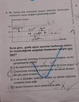 2. Bir üreme ana hücresinin mayoz bölünme sürecindeki
kromozom sayısı değişimi gösterildiği gibidir.
Kromozom Sayısı
4n+
2n
n
mayas
a
bo Anced of
f
profes
Zaman
Ölçme, Değerlendirme ve Si
Buna göre, grafik eğrisi üzerinde harflenmiş bölüm-
ler incelendiğinde aşağıdaki ifadelerden hangisi yan-
liştır?
●
MEB
A) a sürecinde homolog kromozomların rastgele ayrımı
gerçekleşmiş olabilir.
B) b ile haploit kromozom takımına sahip iki hücre oluşur.
C) csürecinde homolog kromozomlar ekvatoral düzlem-
de yan yana sıralanır.
4.
D) d ve e süreçleri sırasıyla anafaz ve telofaz bölünme
evrelerini ifade eder.
E) f süreci hücrenin ikinci sitokinezine aittir.