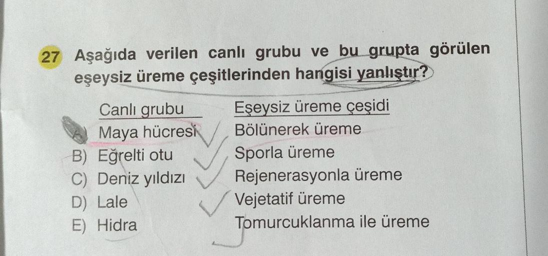 27 Aşağıda verilen canlı grubu ve bu grupta görülen
eşeysiz üreme çeşitlerinden hangisi yanlıştır?
Canlı grubu
Maya hücresi
B) Eğrelti otu
C) Deniz yıldızı
D) Lale
E) Hidra
Eşeysiz üreme çeşidi
Bölünerek üreme
Sporla üreme
Rejenerasyonla üreme
Vejetatif ür