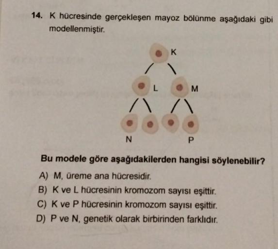 14. K hücresinde gerçekleşen mayoz bölünme aşağıdaki gibi
modellenmiştir.
K
M
/\ /\
N
P
Bu modele göre aşağıdakilerden hangisi söylenebilir?
A) M, üreme ana hücresidir.
B) K ve L hücresinin kromozom sayısı eşittir.
C) K ve P hücresinin kromozom sayısı eşit