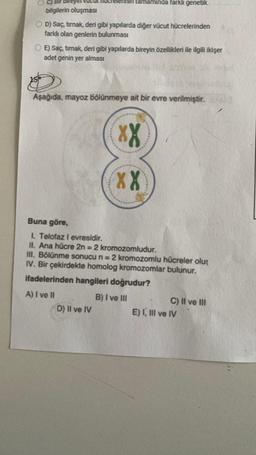 Itamamında farklı genetik
bilgilerin oluşması
OD) Saç, tırnak, deri gibi yapılarda diğer vücut hücrelerinden
farklı olan genlerin bulunması
E) Saç, timnak, deri gibi yapılarda bireyin özellikleri ile ilgili ikişer
adet genin yer alması
Aşağıda, mayoz bölünmeye ait bir evre verilmiştir.
D) II ve IV
XX
XX
Buna göre,
I. Telofaz I evresidir.
II. Ana hücre 2n = 2 kromozomludur.
III. Bölünme sonucu n = 2 kromozomlu hücreler oluş
IV. Bir çekirdekte homolog kromozomlar bulunur.
ifadelerinden hangileri doğrudur?
A) I ve II
B) I ve III
C) II ve III
E) I, III ve IV