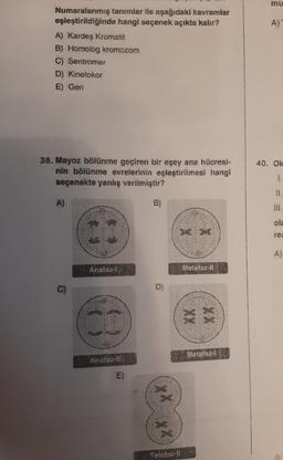 Numaralanmış tanımlar ile aşağıdaki kavramlar
eşleştirildiğinde hangi seçenek açıkta kalır?
A) Kardeş Kromatit
B) Homolog kromozom
C) Sentromer
D) Kinetokor
E) Gen
38. Mayoz bölünme geçiren bir eşey ana hücresi-
nin bölünme evrelerinin eşleştirilmesi hangi
seçenekte yanlış verilmiştir?
A)
6
Anafaz-l
CO
Anafaz-II
m
B)
D)
XX
Telofaz-ll
Metafaz-ll
**
Metafaz-
mu
A)
40. Ok
1.
II.
III.
ola
rea
A)