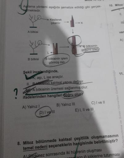 4
Aşama yöntemi aşağıda şematize edildiği gibi gerçek-
mektedir.
A bitkisi
ka
B bitkisi
Kesilerek
çıkanılır
B bitkisinin işlem
görmüş dalu
Şekil incelendiğinde,
A) Yalnız !
K; aşı, L ise anaçtır.
II. Besinin kalıtsal yapısı değişir.
A bitkisinin üremesi sa