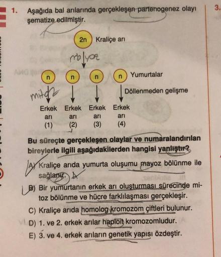 1.
Aşağıda bal arılarında gerçekleşen partenogenez olayı
şematize edilmiştir.
2n
mita ↓
Kraliçe arı
mblyoz
Erkek Erkek Erkek
ari
arı
arı
(1)
(2) (3)
Yumurtalar
Döllenmeden gelişme
Erkek
arı
(4)
Bu süreçte gerçekleşen olaylar ve numaralandırılan
bireylerle 