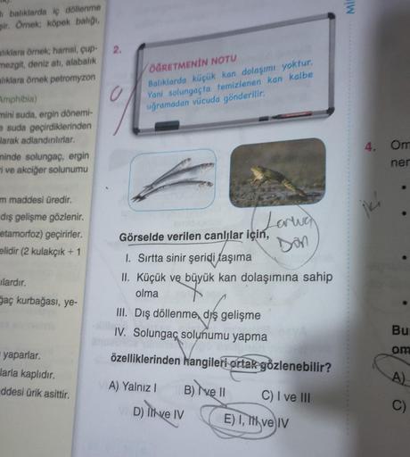i balıklarda iç döllenme
şir. Ömek; köpek balığı,
alıklara örnek; hamsi, cup-
nezgit, deniz atı, alabalık
alıklara örnek petromyzon
Amphibia)
mini suda, ergin dönemi-
suda geçirdiklerinden
larak adlandırılırlar.
minde solungaç, ergin
i ve akciğer solunumu