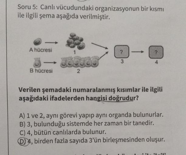Soru 5: Canlı vücudundaki organizasyonun bir kısmı
ile ilgili şema aşağıda verilmiştir.
A hücresi
B hücresi
388000
2
? - ?
3
Verilen şemadaki numaralanmış kısımlar ile ilgili
aşağıdaki ifadelerden hangisi doğrudur?
A) 1 ve 2, aynı görevi yapıp aynı organda