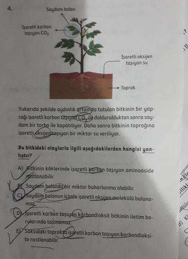 Saydam balon
İşaretli karbon
taşıyan CO₂
İşaretli oksijen
taşıyan su
Toprak
Yukarıda şekilde aydınlık ortamda tutulan bitkinin bir yap-
rağı işaretli karbon taşıyan CO ile doldurulduktan sonra say-
dam bir torba ile kapatılıyor. Daha sonra bitkinin toprağı