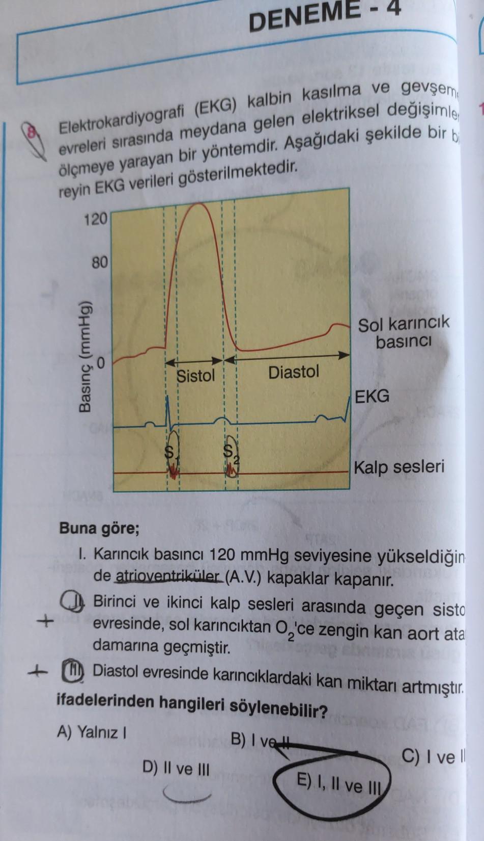 Elektrokardiyografi (EKG) kalbin kasılma ve gevşem evreleri
