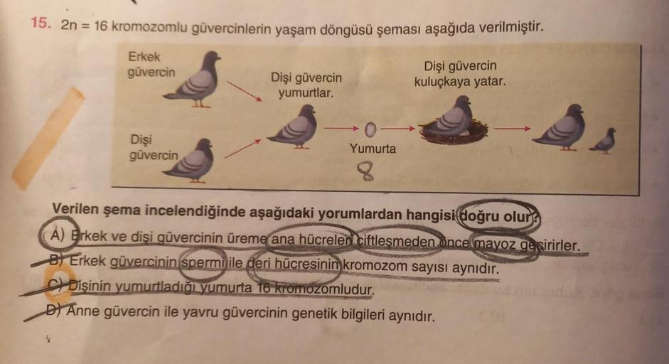 15. 2n = 16 kromozomlu güvercinlerin yaşam döngüsü şeması aşağıda verilmiştir.
Erkek
güvercin
Dişi
güvercin
2
Dişi güvercin
yumurtlar.
0-
Yumurta
Dişi güvercin
kuluçkaya yatar.
Verilen şema incelendiğinde aşağıdaki yorumlardan hangisi doğru olur?
A) Erkek 