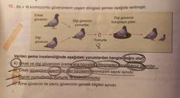 15. 2n = 16 kromozomlu güvercinlerin yaşam döngüsü şeması aşağıda verilmiştir.
Erkek
güvercin
Dişi
güvercin
2
Dişi güvercin
yumurtlar.
0-
Yumurta
Dişi güvercin
kuluçkaya yatar.
Verilen şema incelendiğinde aşağıdaki yorumlardan hangisi doğru olur?
A) Erkek ve dişi güvercinin üreme ana hücreler ciftleşmeden önce mayoz geçirirler.
B) Erkek güvercinin sperminile deri hücresinin kromozom sayısı aynıdır.
CDişinin yumurtladığı yumurta 16 kromozomludur.
DAnne güvercin ile yavru güvercinin genetik bilgileri aynıdır.