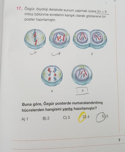 17. Özgür, biyoloji dersinde sunum yapmak üzere 2n = 6
mitoz bölünme evrelerini karışık olarak gösterene bir
poster hazırlamıştır.
4
A) 1
1/
| 5
3
N
Buna göre, Özgür posterde numaralandırılmış
hücrelerden hangisini yanlış hazırlamıştır?
B) 2
C) 3
D) 4
E) 5