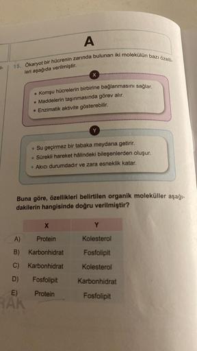 1-
A
15. Ökaryot bir hücrenin zarında bulunan iki molekülün bazı özelli-
leri aşağıda verilmiştir.
• Komşu hücrelerin birbirine bağlanmasını sağlar.
• Maddelerin taşınmasında görev alır.
• Enzimatik aktivite gösterebilir.
E)
RAK
. Su geçirmez bir tabaka me