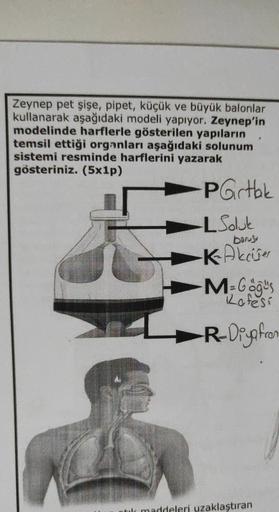 Zeynep pet şişe, pipet, küçük ve büyük balonlar
kullanarak aşağıdaki modeli yapıyor. Zeynep'in
modelinde harflerle gösterilen yapıların
temsil ettiği organları aşağıdaki solunum
sistemi resminde harflerini yazarak
gösteriniz. (5x1p)
Partbl
LSolut
borusu
-K
