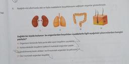 kal-
6. Aşağıda vücudumuzda atık ve fazla maddelerin boşaltılmasını sağlayan organlar gösterilmiştir.
31
||
|||
A) Organların tümünde fazla ya da atık suyun boşaltımı yapılabilir.
B) Karbondioksitin boşaltımı sadece Il numaralı organdan yapılır.
Sindirilmemiş besin atıkları I ve III numaralı organdan boşaltılabilir.
D) Üre I numaralı organdan boşaltılır.
IV
Sağlıklı bir kişide bulunan bu organlardan boşaltılan maddelerle ilgili aşağıdaki çıkarımlardan hangisi
yanlıştır?