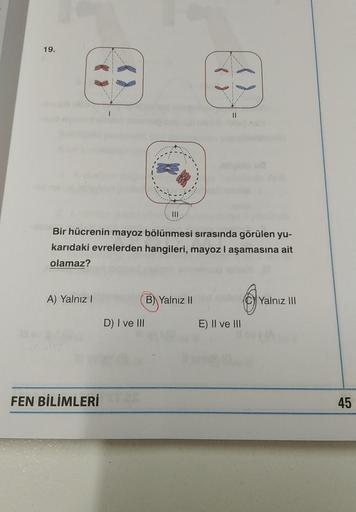 19.
fy
(d
A) Yalnız I
|
Bir hücrenin mayoz bölünmesi sırasında görülen yu-
karıdaki evrelerden hangileri, mayoz I aşamasına ait
olamaz?
FEN BİLİMLERİ
D) I ve III
pd
()
B) Yalnız II
E) II ve III
C Yalnız III
Yaln
45