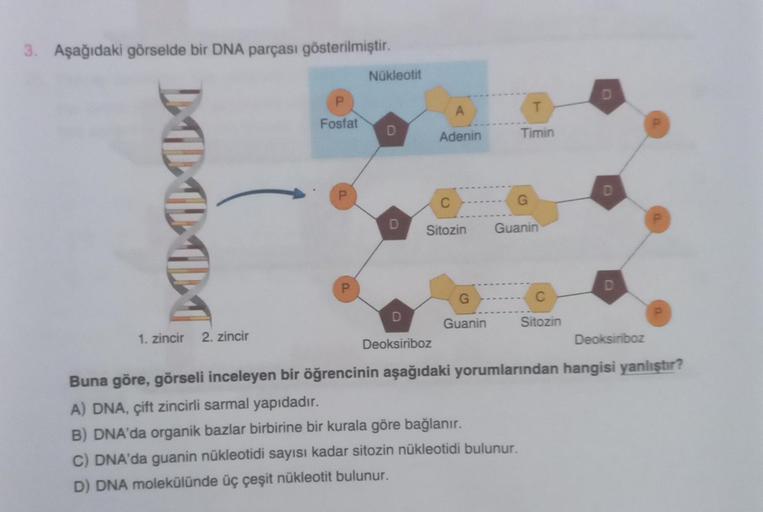 3. Aşağıdaki görselde bir DNA parçası gösterilmiştir.
DOOOT
1. zincir 2. zincir
P
Fosfat
P
P
Nükleotit
D
D
A
Adenin
C
Sitozin
D
Deoksiriboz
G
Guanin
T
Timin
G
Guanin
C
Sitozin
D
Deoksiriboz
Buna göre, görseli inceleyen bir öğrencinin aşağıdaki yorumlarında