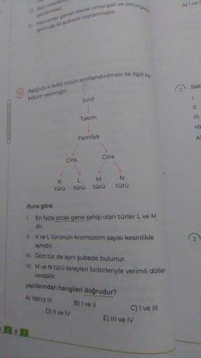 D) Bazı bitkilel
gözlenmez.
El Hayvanlar genel olarak omurgalı ve omurgas
şeklinde iki şubede toplanmıştır.
(10) Aşağıda 4 farklı türün sınıflandırılması ile ilgili bir
bölüm verilmiştir.
Cins
türü
n
Sinif
Takım
KL
Familya
D) II ve IV
Cins
M
türü türü
Buna