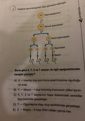 2. Aşağıda spermatogenez olayı şematize edilmiştir.
n
S
2n Spermatogonium
2n
Birincil spermatosit
nikincil spermatosit
n Spermatid
LT
Sperm
endemik-
Buna göre X, Y, Z ve T olayları ile ilgili aşağıdakilerden
hangisi yanlıştır?
A) X→ Interfaz olup ana hücre