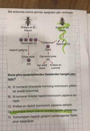 Bal arılarında üreme şeması aşağıdaki gibi verilmiştir
Kraliçe arı (1)
Mayoz
Yumurtalar (n)
Haploit gelişme
Erkek arılar
(IV)
Döllenme
Sal
Erkek an (II)
Mitoz
Spermler (n)
Zigot
↓
Dişi embriyolar
İşçi arılar Kraliçe arı
(kısır) (verimli)
Buna göre aşağıdak