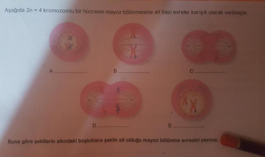 Aşağıda 2n = 4 kromozomlu bir hücrenin mayoz bölünmesine ait bazı evreler karışık olarak verilmiştir.
A
W
YX
D
B
E
XX
Buna göre şekillerin altındaki boşluklara şeklin ait olduğu mayoz bölünme evresini yazınız.