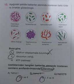 15. Aşağıdaki şekilde bakteriler aleminde incelenen farklı türle-
re örnekler gösterilmiştir.
Clostridium
botulinum
Vibrio cholerae
Buna göre;
1.
8
II.
Escherichia coli Salmonella typhi
Staphylococcus
aureus
DNA'nın sitoplazmada bulunması,
129X
ribozomun varlığı,
III. ATP üretilmesi
Streptococcus
pyogenes
DI ve II
B) Yalnız t
özelliklerinden hangileri bakteriler aleminde incelenen
canlıların sınıflandırılmasında kullanılmaz?
A) Yalnız I
O
Clostridium
tetani
I, II ve III
Helicobacter
pylori
C) Yalnız 111