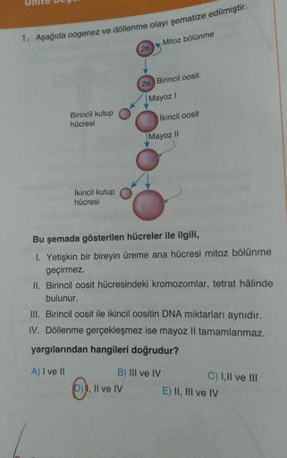 1. Aşağıda oogenez ve döllenme olayı şematize edilmiştir.
Birincil kutup
hücresi
İkincil kutup
hücresi
A) I ve II
2n
2n
6).
D) I, II ve IV
Mitoz bölünme
Birincil oosit
Mayoz
İkincil oosit
Bu şemada gösterilen hücreler ile ilgili,
1. Yetişkin bir bireyin ür