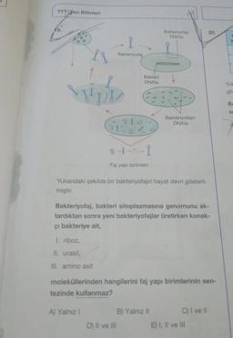 TYT/Fen Bilimleri
19.
O
2
V
1. riboz,
II. urasil,
III. amino asit
Bakteriyofaj
A) Yalnız I
Bakteri
DNA'SI
Faj yapı birimleri
Yukarıdaki şekilde bir bakteriyofajin hayat devri gösteril-
miştir.
D) II ve III
Bakteriyofaj
DNA'SI
Bakteriyofaj, bakteri sitoplazmasına genomunu ak-
tardıktan sonra yeni bakteriyofajlar üretirken konak-
çı bakteriye ait,
Bakteriyofajin
DNA'SI
moleküllerinden hangilerini faj yapı birimlerinin sen-
tezinde kullanmaz?
B) Yalnız II
20.
C) I ve II
E) I, II ve III
Yuk
gö
Bu
SI