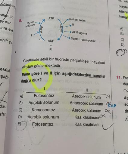eküller eld
ullanılır.
ev alır.
herji elde
anik
ya
ekülü
şağı.
dur.
sfat
8.
siz
solunum
A)
I
B)
enerji
ATP
ADP
+
Pi
lie
enerji
Yukarıdaki şekil bir hücrede gerçekleşen hayatsal
olayları göstermektedir.
Fotosentez
Buna göre I ve II için aşağıdakilerden hang