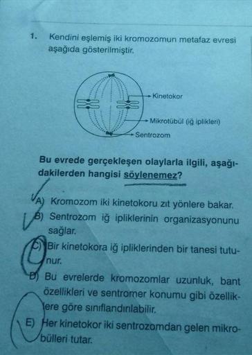 1.
Kendini eşlemiş iki kromozomun metafaz evresi
aşağıda gösterilmiştir.
Kinetokor
→Mikrotübül (iğ iplikleri)
Sentrozom
Bu evrede gerçekleşen olaylarla ilgili, aşağı-
dakilerden hangisi söylenemez?
Kromozom iki kinetokoru zıt yönlere bakar.
B) Sentrozom iğ