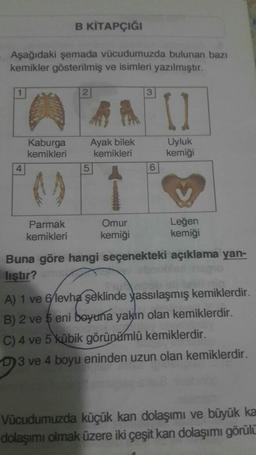 B KİTAPÇIĞI
Aşağıdaki şemada vücudumuzda bulunan bazı
kemikler gösterilmiş ve isimleri yazılmıştır.
1
4
Kaburga Ayak bilek
kemikleri
kemikleri
Parmak
kemikleri
5
Omur
kemiği
3
6
11
Uyluk
kemiği
Leğen
kemiği
Buna göre hangi seçenekteki açıklama yan-
liştır?
A) 1 ve 6/levha şeklinde yassılaşmış kemiklerdir.
B) 2 ve 5 eni boyuna yakın olan kemiklerdir.
C) 4 ve 5 kübik görünümlü kemiklerdir.
3 ve 4 boyu eninden uzun olan kemiklerdir.
Vücudumuzda küçük kan dolaşımı ve büyük ka
dolaşımı olmak üzere iki çeşit kan dolaşımı görülü