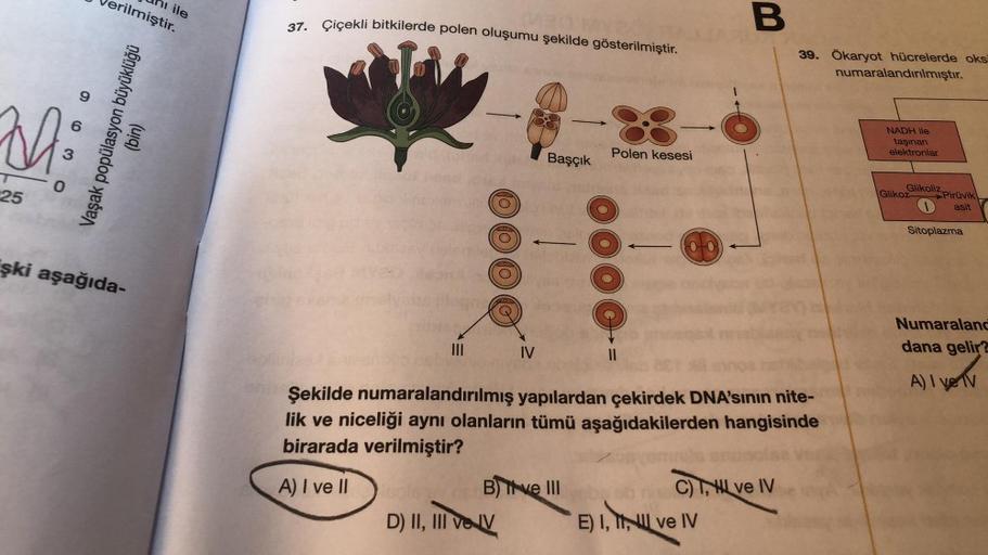 M:
Vaşak popülasyon büyüklüğü
25
erilmiştir.
(uiq)
şki aşağıda-
ile
37. Çiçekli bitkilerde polen oluşumu şekilde gösterilmiştir.
(0) (0) (0) (0)
IV
D) II, III ve IV
Başçık
B) ve III
Polen kesesi
11
8-
Şekilde numaralandırılmış yapılardan çekirdek DNA'sının