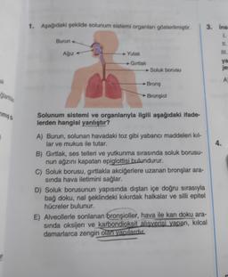 ak
glant
1
1. Aşağıdaki şekilde solunum sistemi organları gösterilmiştir.
Burun-
Ağız -
◆ Yutak
→Gırtlak
Soluk borusu
Brons
Brongiol
Solunum sistemi ve organlarıyla ilgili aşağıdaki ifade-
lerden hangisi yanlıştır?
A) Burun, solunan havadaki toz gibi yabancı maddeleri kıl-
lar ve mukus ile tutar.
B) Gırtlak, ses telleri ve yutkunma sırasında soluk borusu-
nun ağzını kapatan epiglottisi bulundurur.
C) Soluk borusu, gırtlakla akciğerlere uzanan bronşlar ara-
sında hava iletimini sağlar.
D) Soluk borusunun yapısında dıştan içe doğru sırasıyla
bağ doku, nal şeklindeki kıkırdak halkalar ve silli epitel
hücreler bulunur.
3. Ins
1.
11.
111.
E) Alveollerle sonlanan bronşioller, hava ile kan doku ara-
sında oksijen ve karbondioksit alışverişi yapan, kılcal
damarlarca zengin olan yapılardır.
ya
je
A)
4.