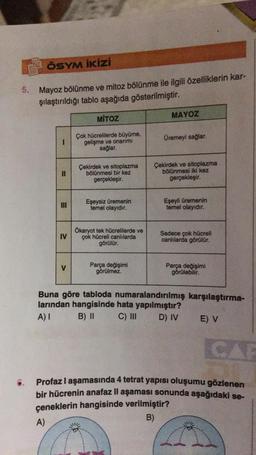 ÖSYM İKİZİ
5. Mayoz bölünme ve mitoz bölünme ile ilgili özelliklerin kar-
şılaştırıldığı tablo aşağıda gösterilmiştir.
6.
1
11
IV
V
MITOZ
Çok hücrelilerde büyüme,
gelişme ve onarımı
sağlar.
Çekirdek ve sitoplazma
bölünmesi bir kez
gerçekleşir.
Eşeysiz üremenin
temel olayıdır.
Ökaryot tek hücrelilerde ve
çok hücreli canlılarda
görülür.
Parça değişimi
görülmez.
MAYOZ
Üremeyi sağlar.
Çekirdek ve sitoplazma
bölünmesi iki kez
gerçekleşir.
Eşeyli üremenin
temel olayıdır.
Sadece çok hücreli
canlılarda görülür.
Parça değişimi
görülebilir.
Buna göre tabloda numaralandırılmış karşılaştırma-
larından hangisinde hata yapılmıştır?
A) I B) II
C) III D) IV
E) V
Profaz I aşamasında 4 tetrat yapısı oluşumu gözlenen
bir hücrenin anafaz II aşaması sonunda aşağıdaki se-
çeneklerin hangisinde verilmiştir?
A)
B)