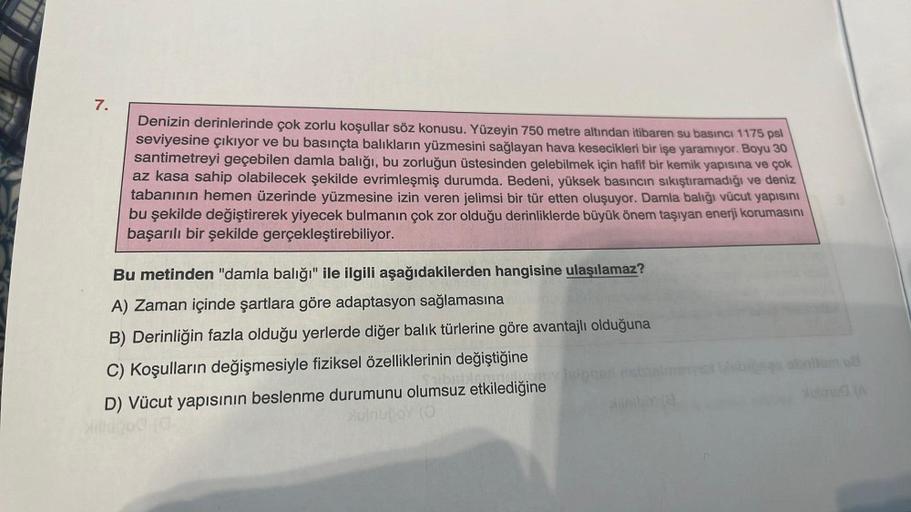 7.
Denizin derinlerinde çok zorlu koşullar söz konusu. Yüzeyin 750 metre altından itibaren su basıncı 1175 psl
seviyesine çıkıyor ve bu basınçta balıkların yüzmesini sağlayan hava kesecikleri bir işe yaramıyor. Boyu 30
santimetreyi geçebilen damla balığı,