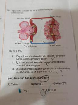 ?
36. Aşağıdaki şemada dış ve iç solunum olayları
gösterilmiştir.
Akciğer kılcali
Alveol odacığı
Buna göre,
Dış solunum
co
CO₂
D) I ve II
Doku kılcal
iç solunum
1. Dış solunumda alveollerdeki oksijen, alveolleri
saran kılcal damarlara geçer.
✓
II. İç solunumda dokularda oluşan karbondioksit,
doku kılcallarına geçer.
III. Dış solunumda gazların geçişi difüzyon ile olurken
iç solunumda aktif taşıma ile olur.
?
yargılarından hangileri doğrudur?
A) Yalnız+
B) Yalnız II
E) I, II ve III
2
Yalnız III