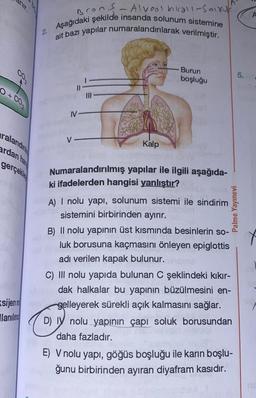 anır.
O + CO₂
2.
ralandin
ardan han
gerçekle
sijen m
llaniling
Brons-Alveol kikall-Soinut)
Aşağıdaki şekilde insanda solunum sistemine
ait bazı yapılar numaralandırılarak verilmiştir.
IV
V.
Kalp
Burun
boşluğu
Numaralandırılmış yapılar ile ilgili aşağıda-
ki ifadelerden hangisi yanlıştır?
A) I nolu yapı, solunum sistemi ile sindirim
sistemini birbirinden ayırır.
B) II nolu yapının üst kısmında besinlerin so-
luk borusuna kaçmasını önleyen epiglottis
adı verilen kapak bulunur.
Palme Yayınevi
C) III nolu yapıda bulunan C şeklindeki kıkır-
dak halkalar bu yapının büzülmesini en-
gelleyerek sürekli açık kalmasını sağlar.
D) IV nolu yapının çapı soluk borusundan
daha fazladır.
5.
E) V nolu yapı, göğüs boşluğu ile karın boşlu-
ğunu birbirinden ayıran diyafram kasıdır.